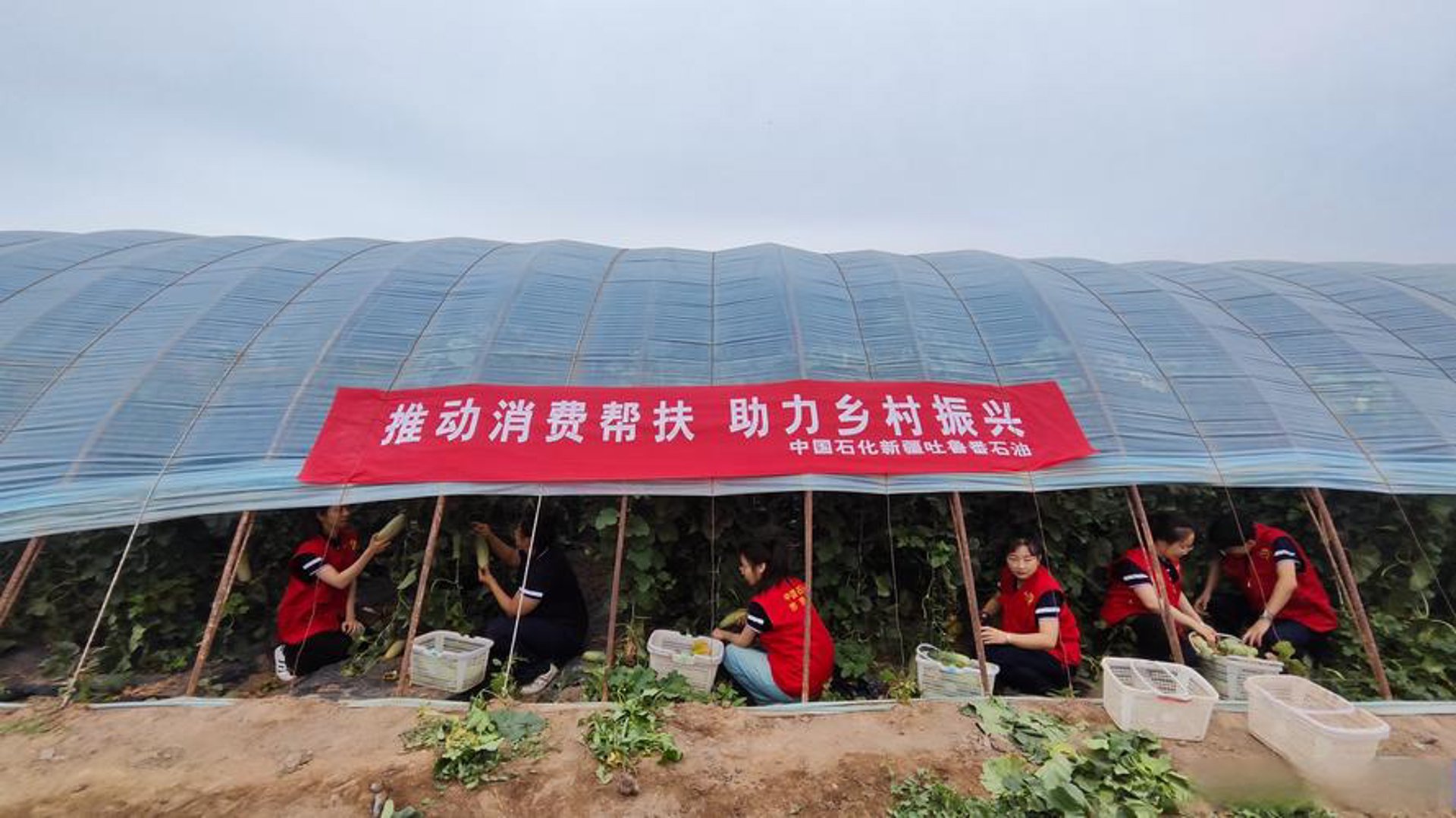 清新助农蔬菜